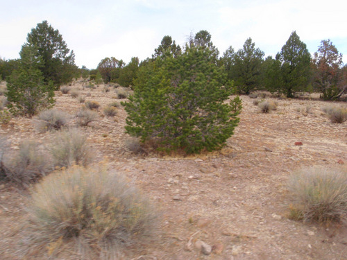 The local terrain.